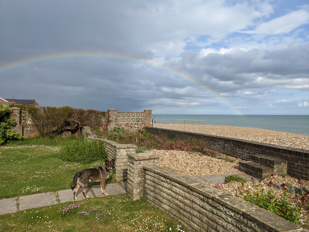 Rainbow, dog, beach