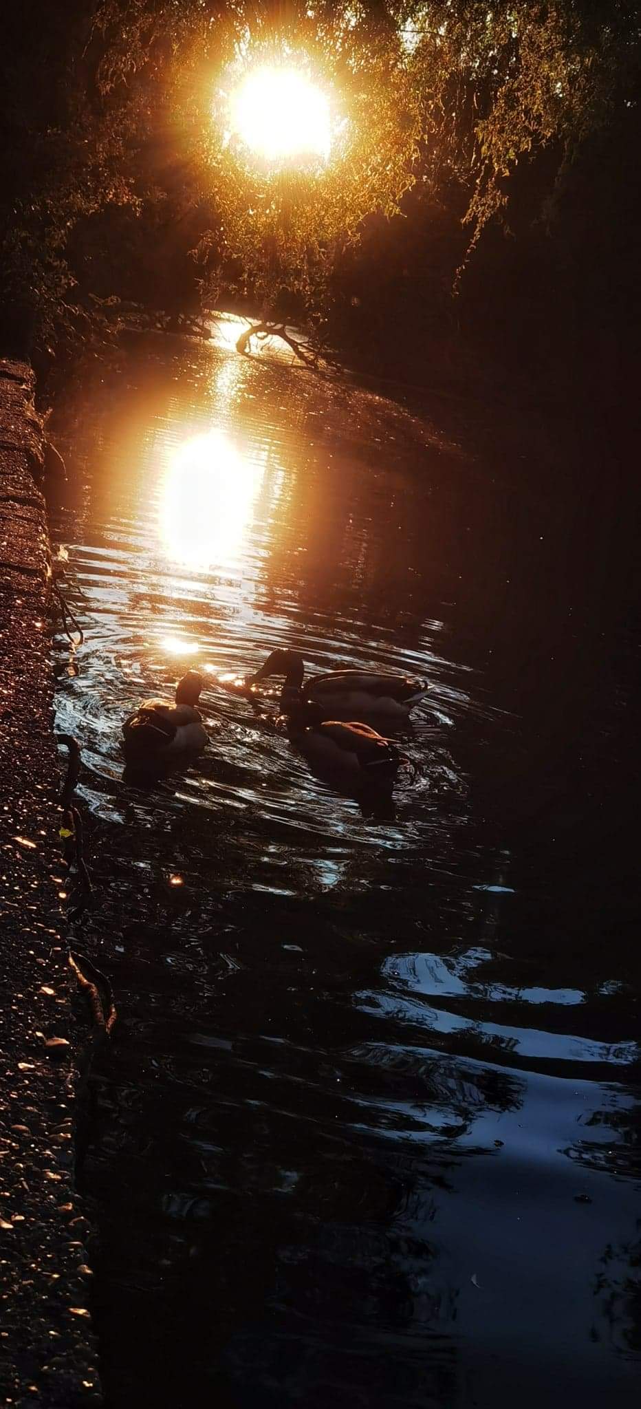 Three ducks on a pond in the sun