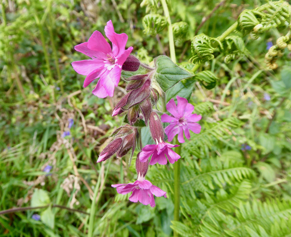 Wildflowers in woodland setting with Red Campion in the foreground.