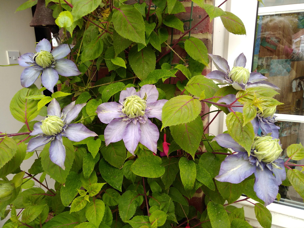 Climbing plant with large purple daisy shaped flowers with a creamy coloured centre