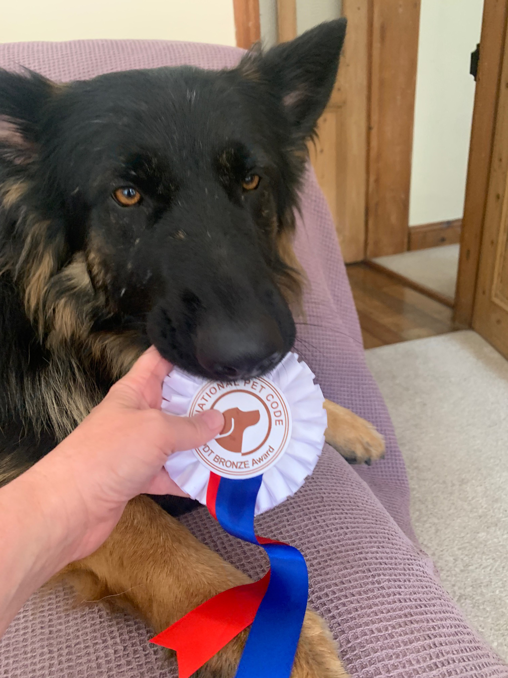 German shepherd puppy with a rosette in his mouth.