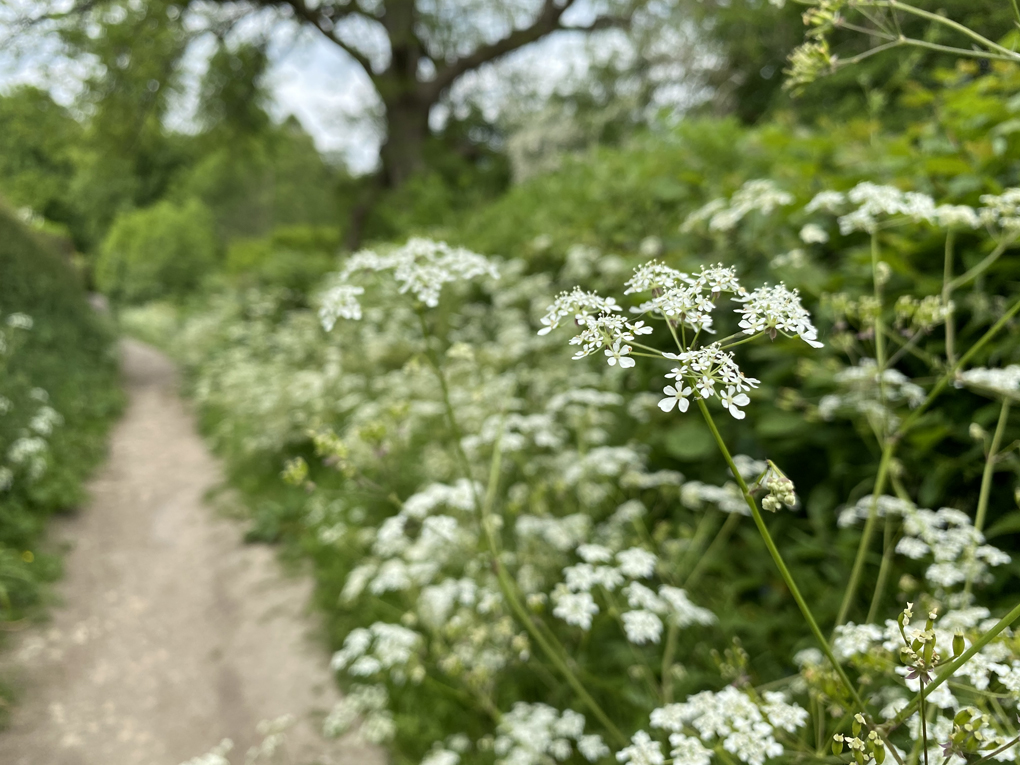 Close-up on flowering cow parsley, with a path and hedgerows in the background