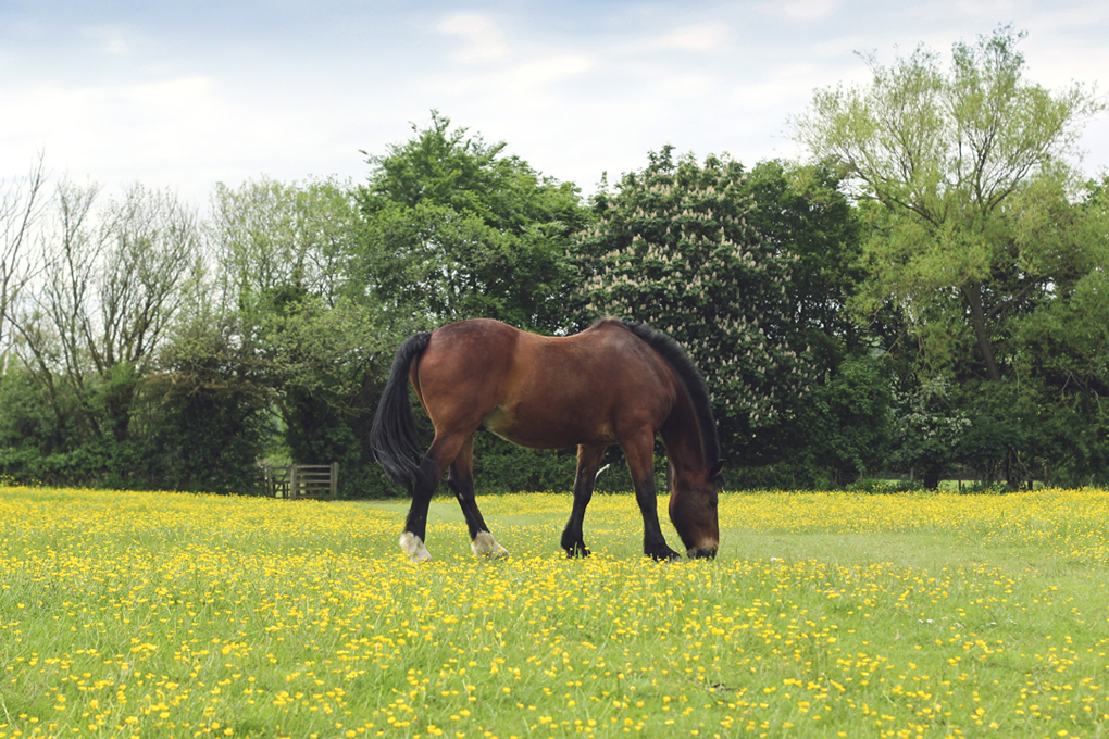 Proud horse stands surrounded by a field of buttercups.