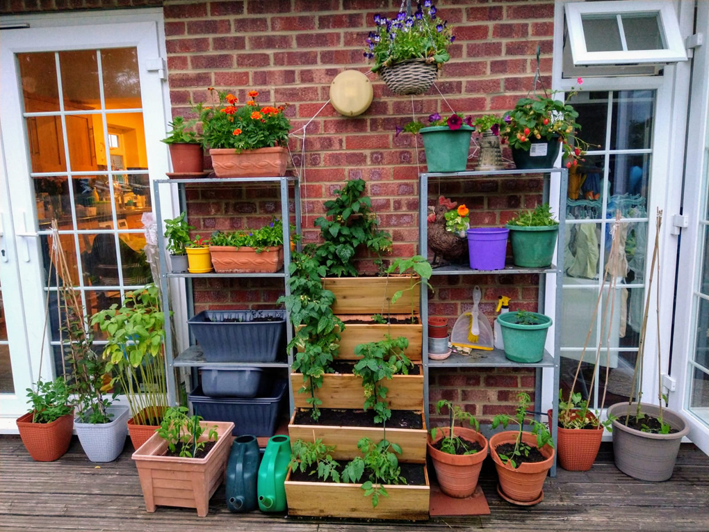 garden pots and boxes filled with immature plants