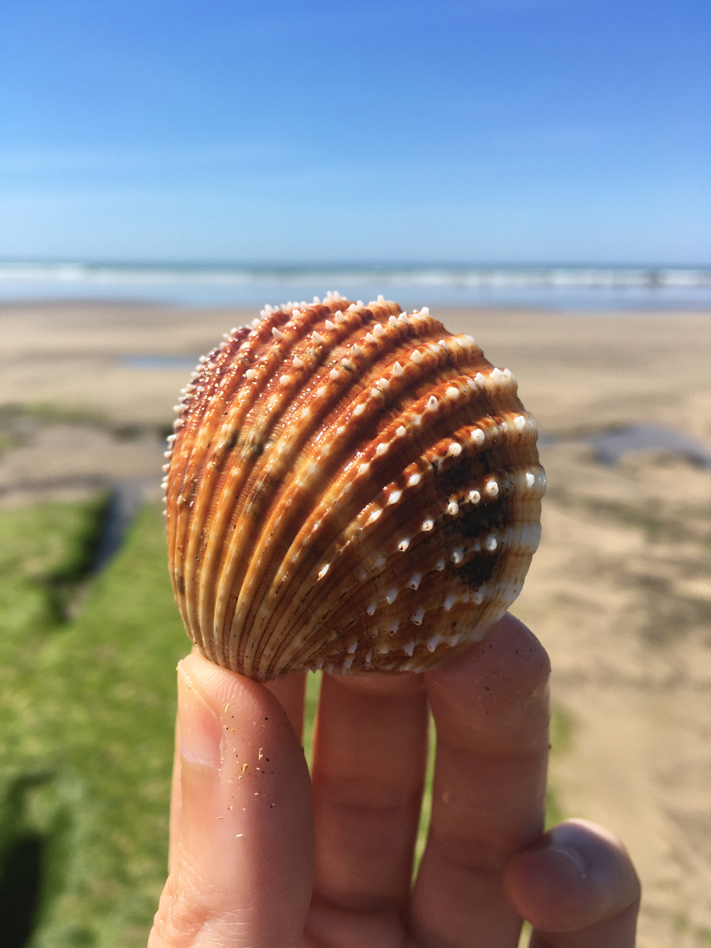 brown sea shell held up in front of sea