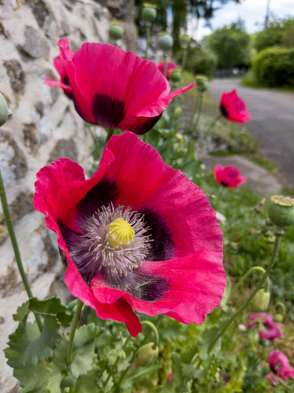 Bright pink poppies with green stems and leaves, in front of a grey stone wall