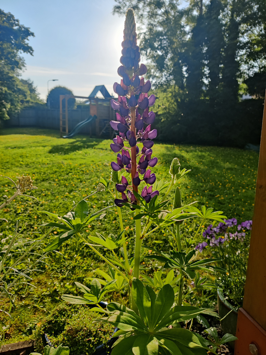 A big, bold lupin flower catching the evening sun