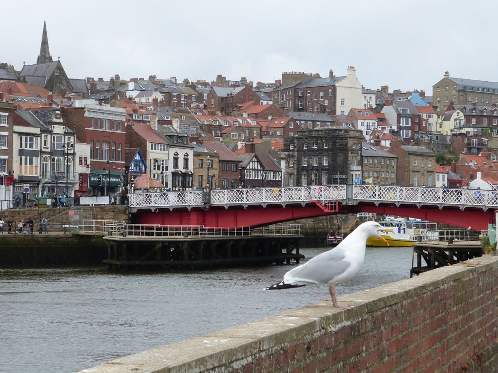View looking down the River Esk towards the swing bridge with the buildings on the North side of the river stacked up the hill, and in the foreground, a herring gull stands on a wall and calls noisily.