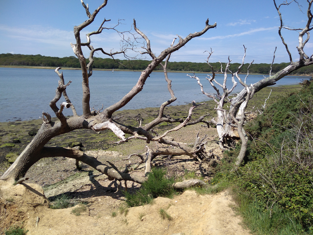 Two dead trees leaning on the ground with their branches standing out against the blue of the sea and sky like sceletons