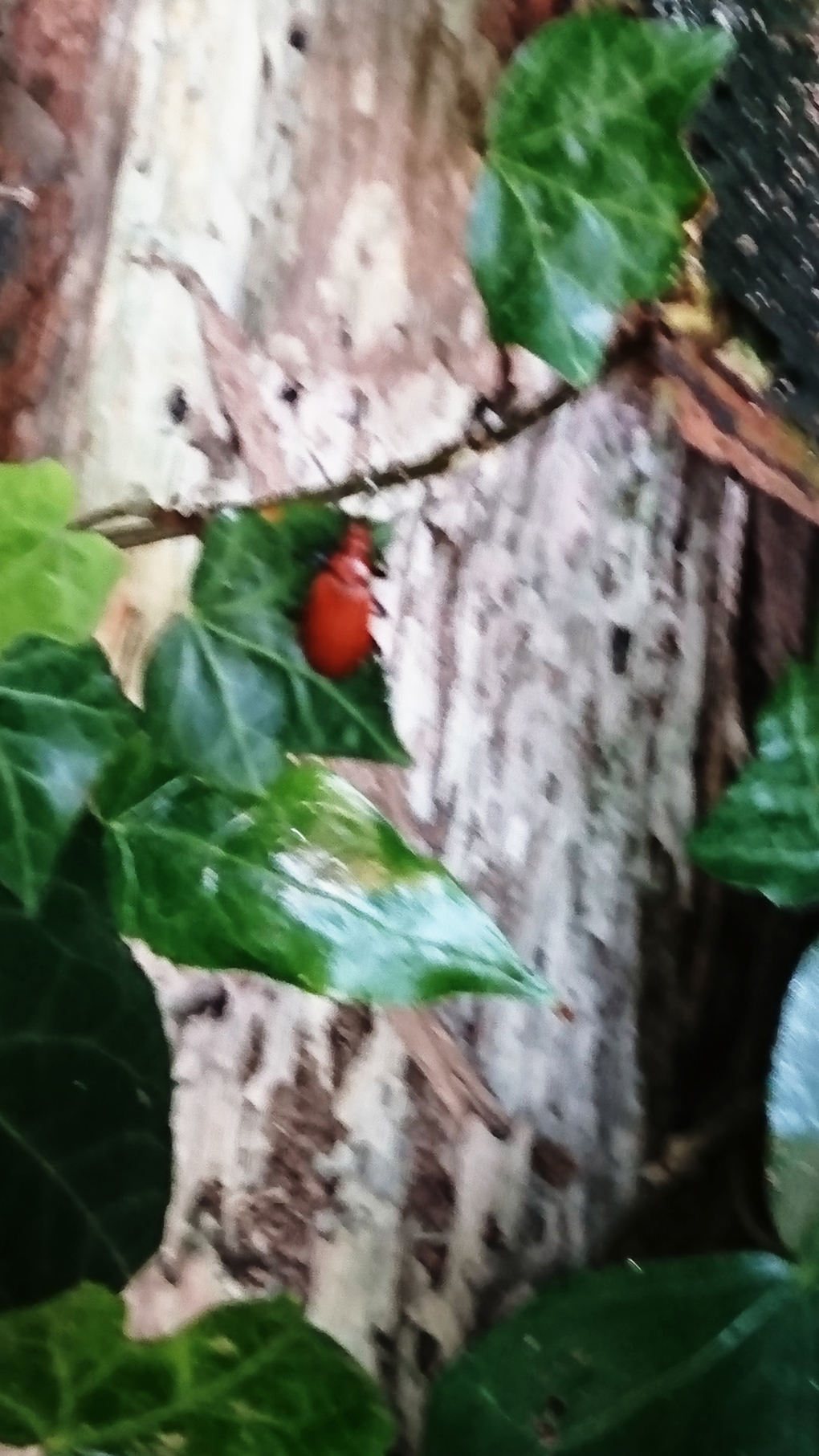 I spied a beautiful bright red beetle on some ivy above our log pile. To my surprise it is called a Common Cardinal Beetle which i had never seen before, so not so common i guess!