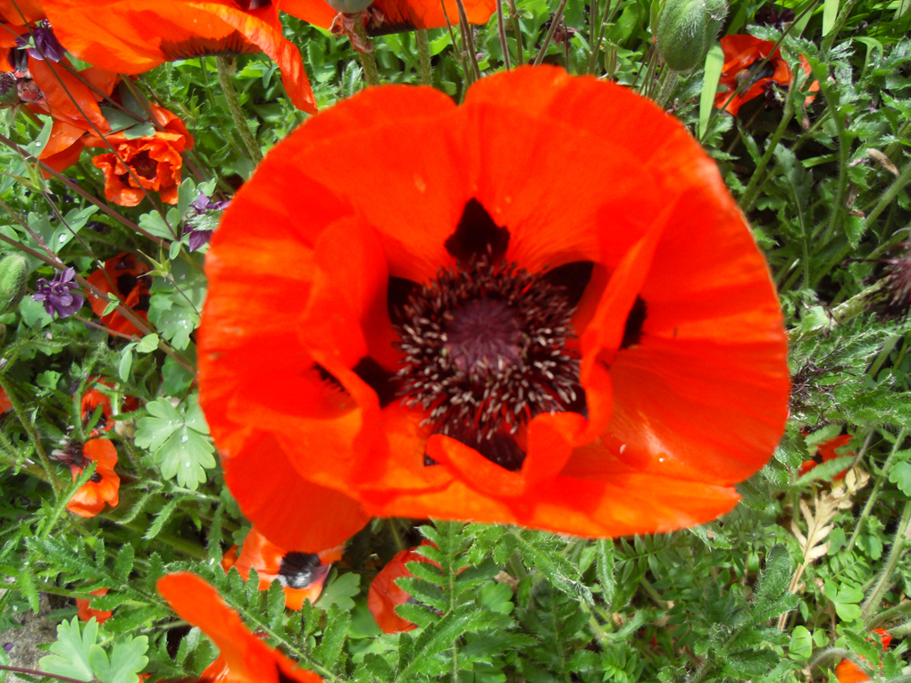 Large red poppy with wonderful black middle