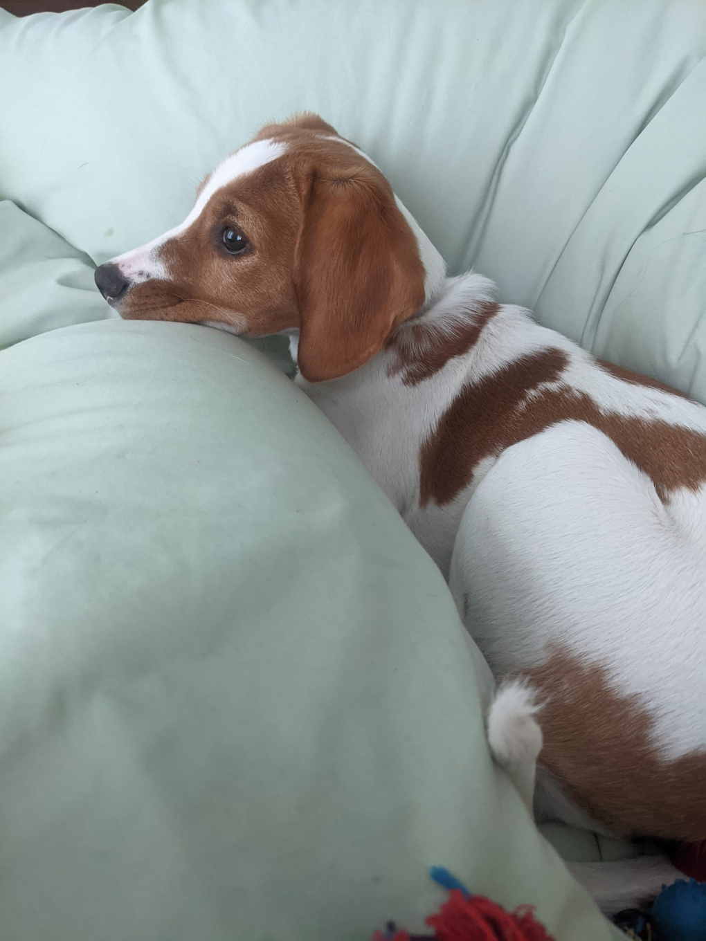 Puppy curled up looking cute.