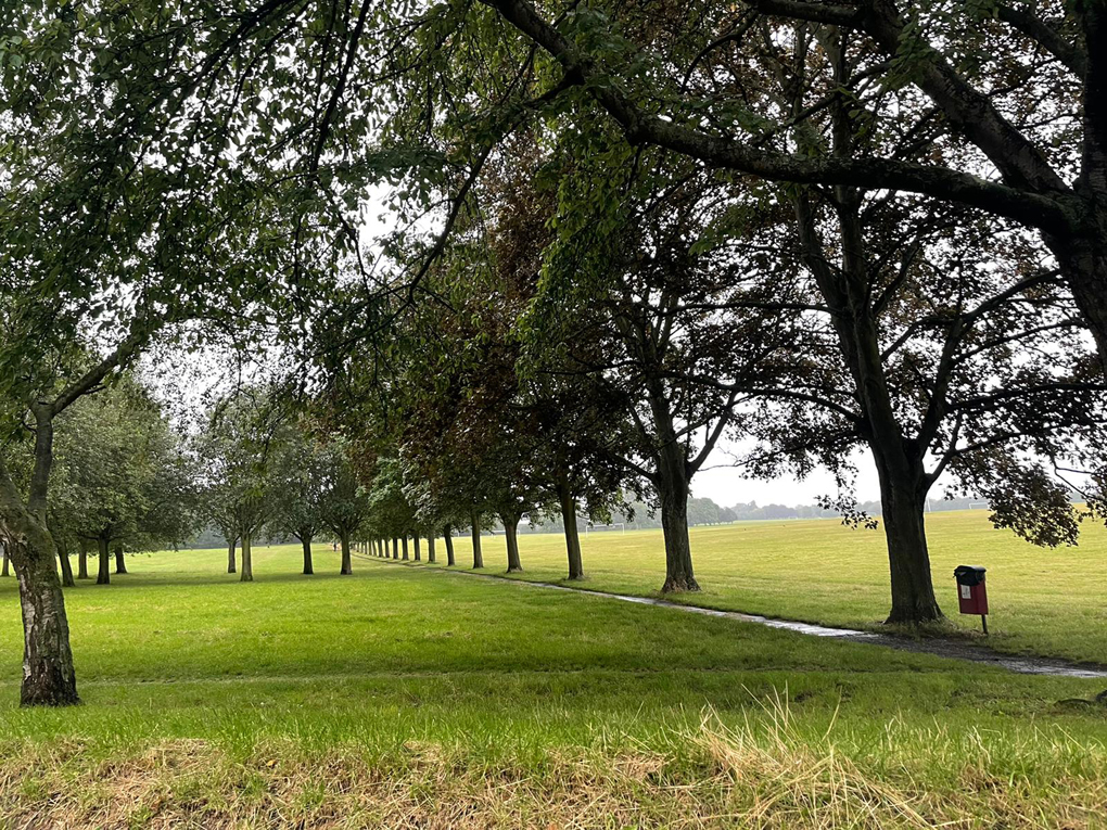 Path lined by trees through a park