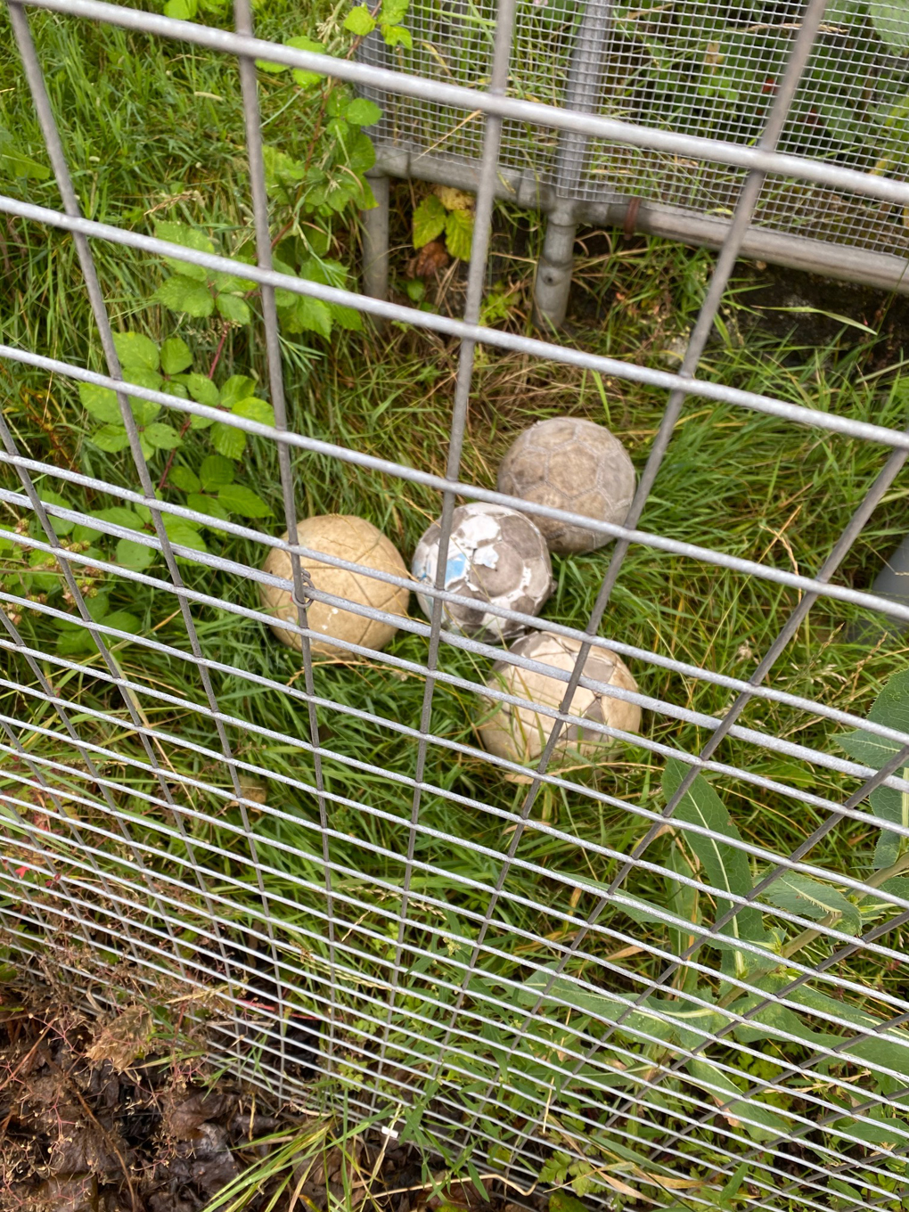 Four scruffy footballs lying in a clearing. They look like giant eggs in a nest.