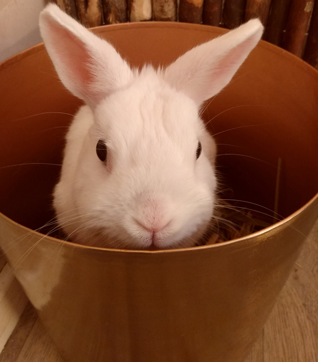 A white rabbit looks out of a copper coloured bin