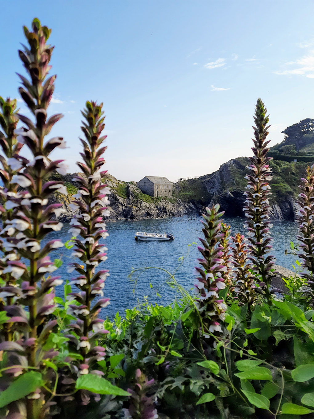 A small boat in the centre of a curved bay with cliffs reaching high behind. In the foreground, tall white flowers frame the scene.