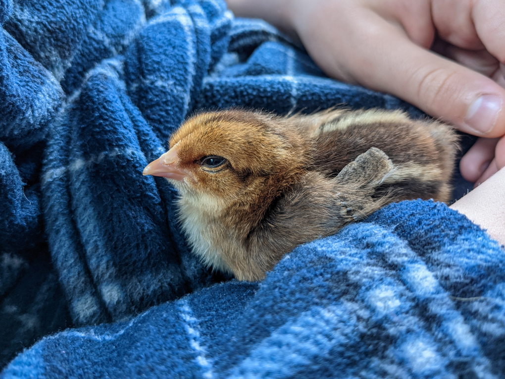 A young chicken with beige and brown speckled feathers, nestling on a blue chequered dressing gown