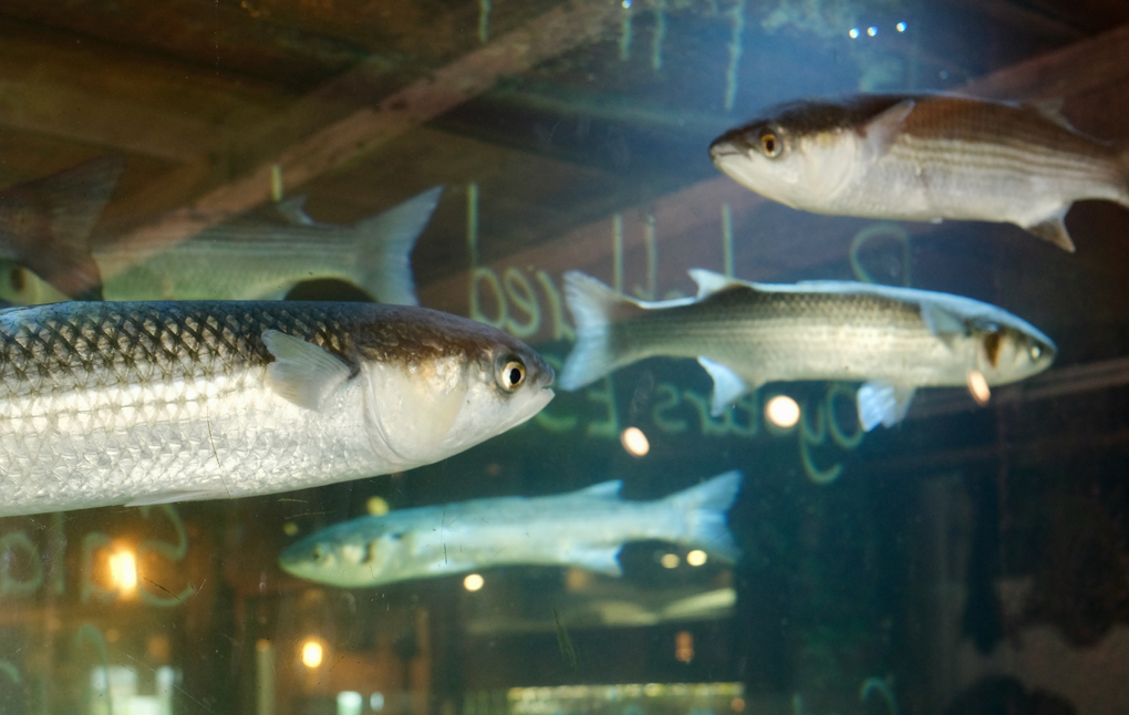 fish swimming in a tank