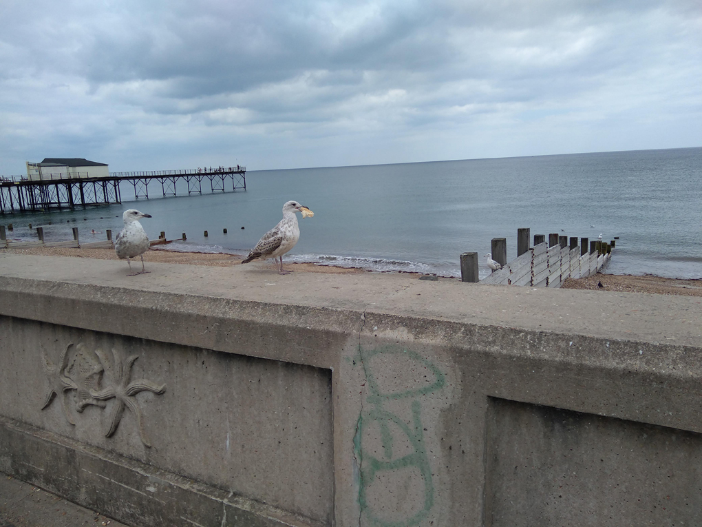 2young seagulls sitting on a Bognor Regis seawall, one with a big peace of a sandwich in its peak