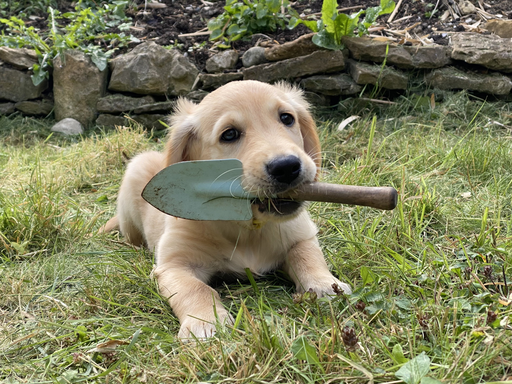 A golden retriever puppy holding the handle of a trowel in his mouth