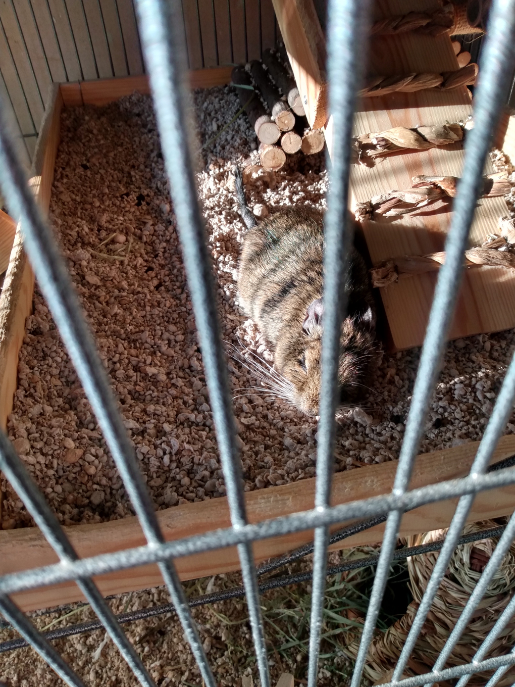 A small, brown degu (a rodent) lies stretched out and asleep in the sun.