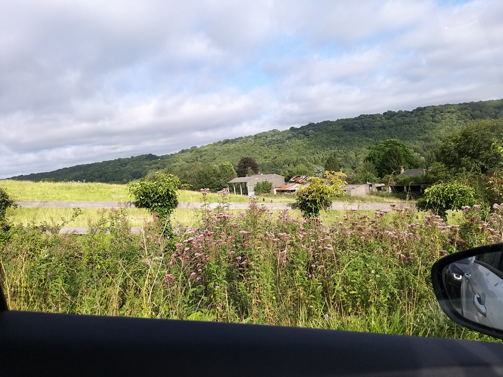 Big bunches of pink flowers by the roadside