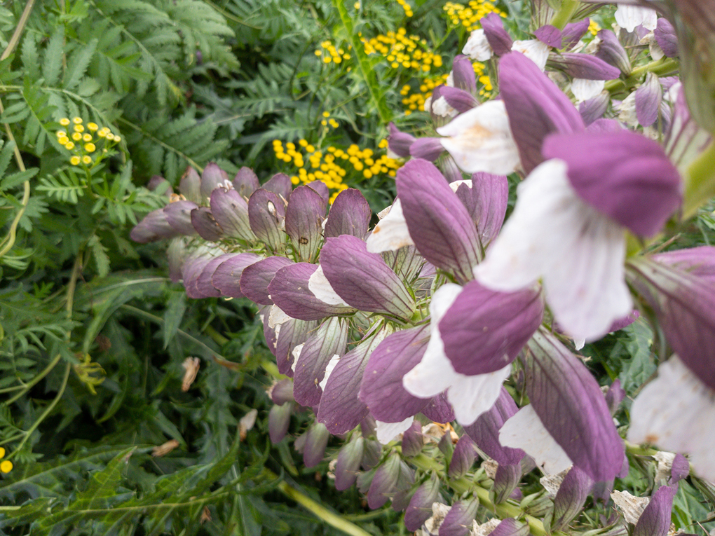A spray of purple flowers, arranged in a spiral as they travel up their main stem