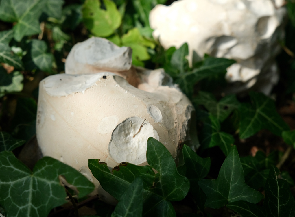 Two large puffball fungi growing between ivy on a shady path