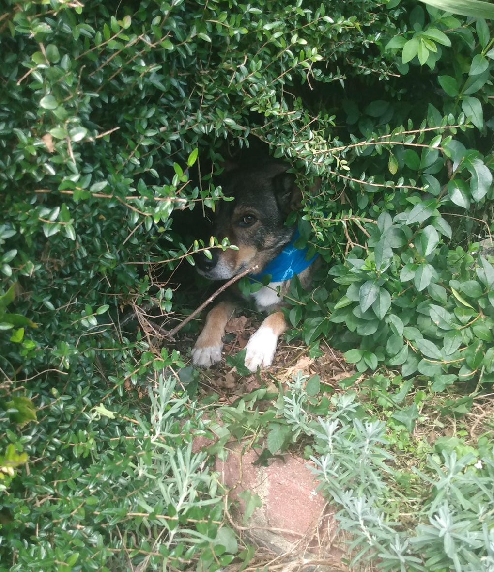 Pauly's face and front paws are poking out of his den in the shrubbery