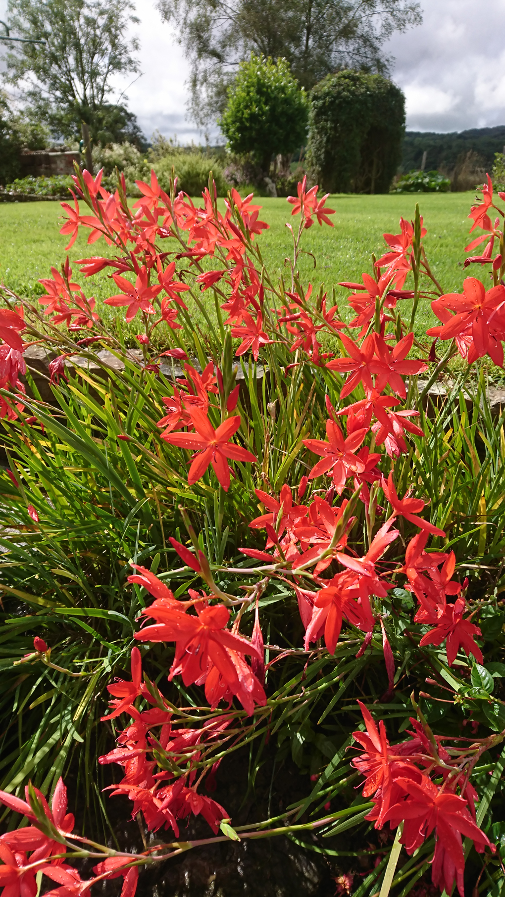 An explosion of red suddenly burst into bloom in our new garden. They are a type of African lilies which have given us a beautiful show all through August and are still going.