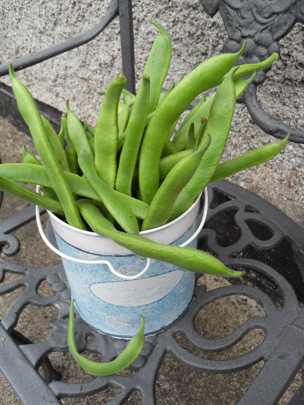 A pretty bucket full of newly picked runner beans