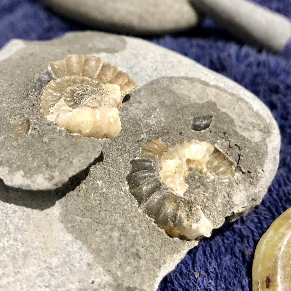 A grey stone, split in two, with each part containing a cross section of an ammonite.