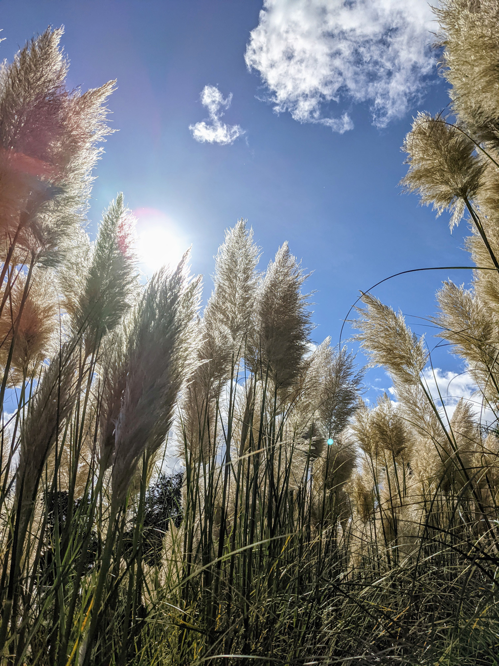 Photo of ornamental grass backlit by the sun and sky.