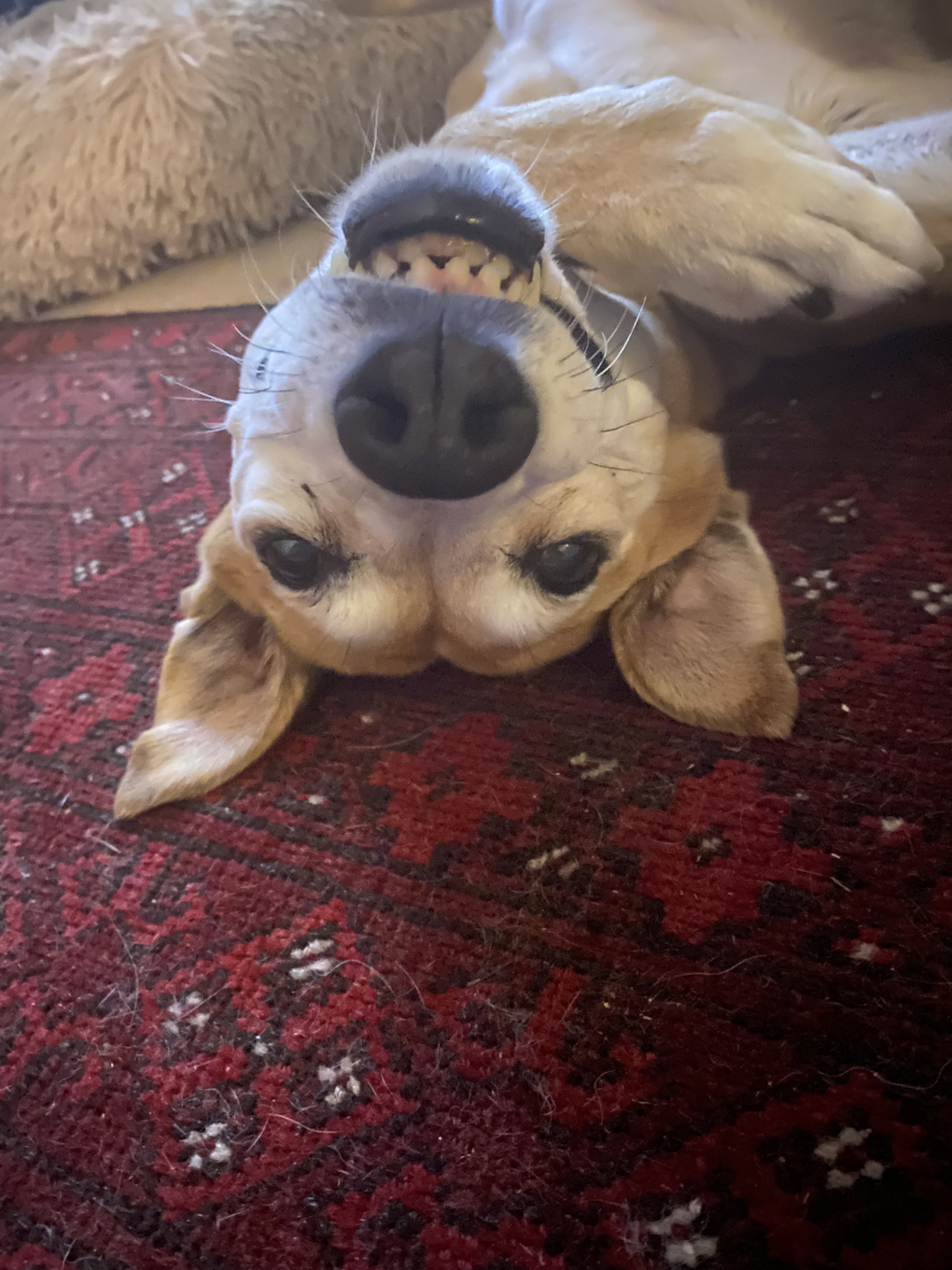 A dog lying upside down on a red patterned rug. The dog is looking straight at the camera.