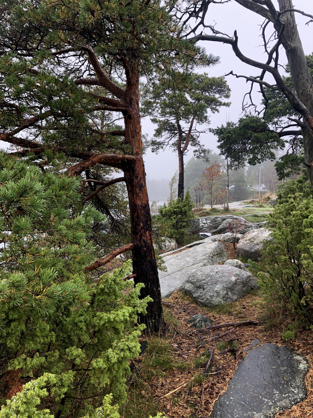 Bendy pine tree and some rocks in a foggy weather.