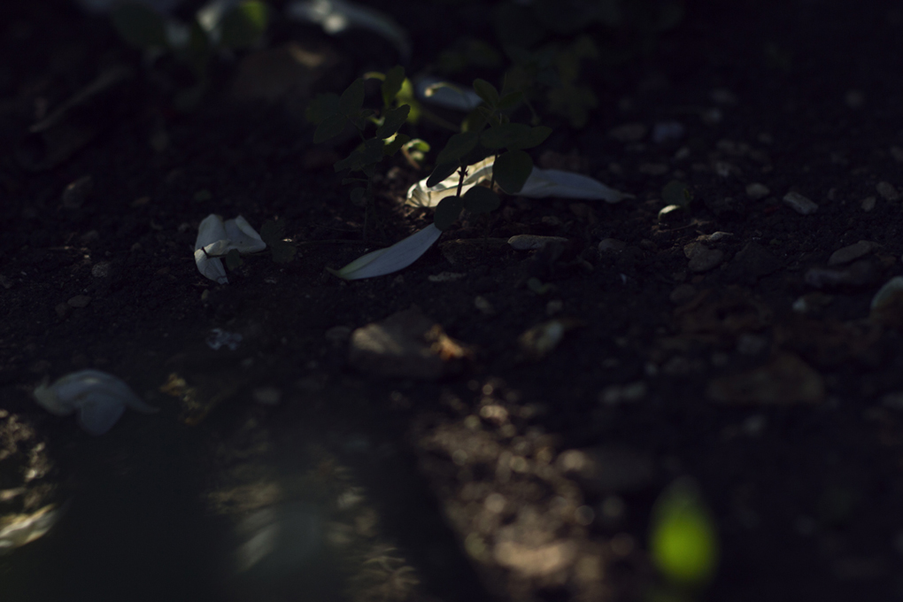 White rose petals resting on the sun-dappled earth.