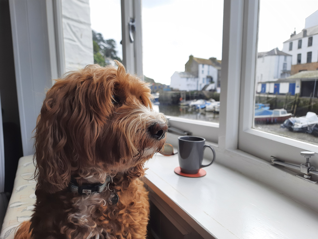 A cockapoo pup staring out of a window towards the sea. A cup of coffee is in the background.