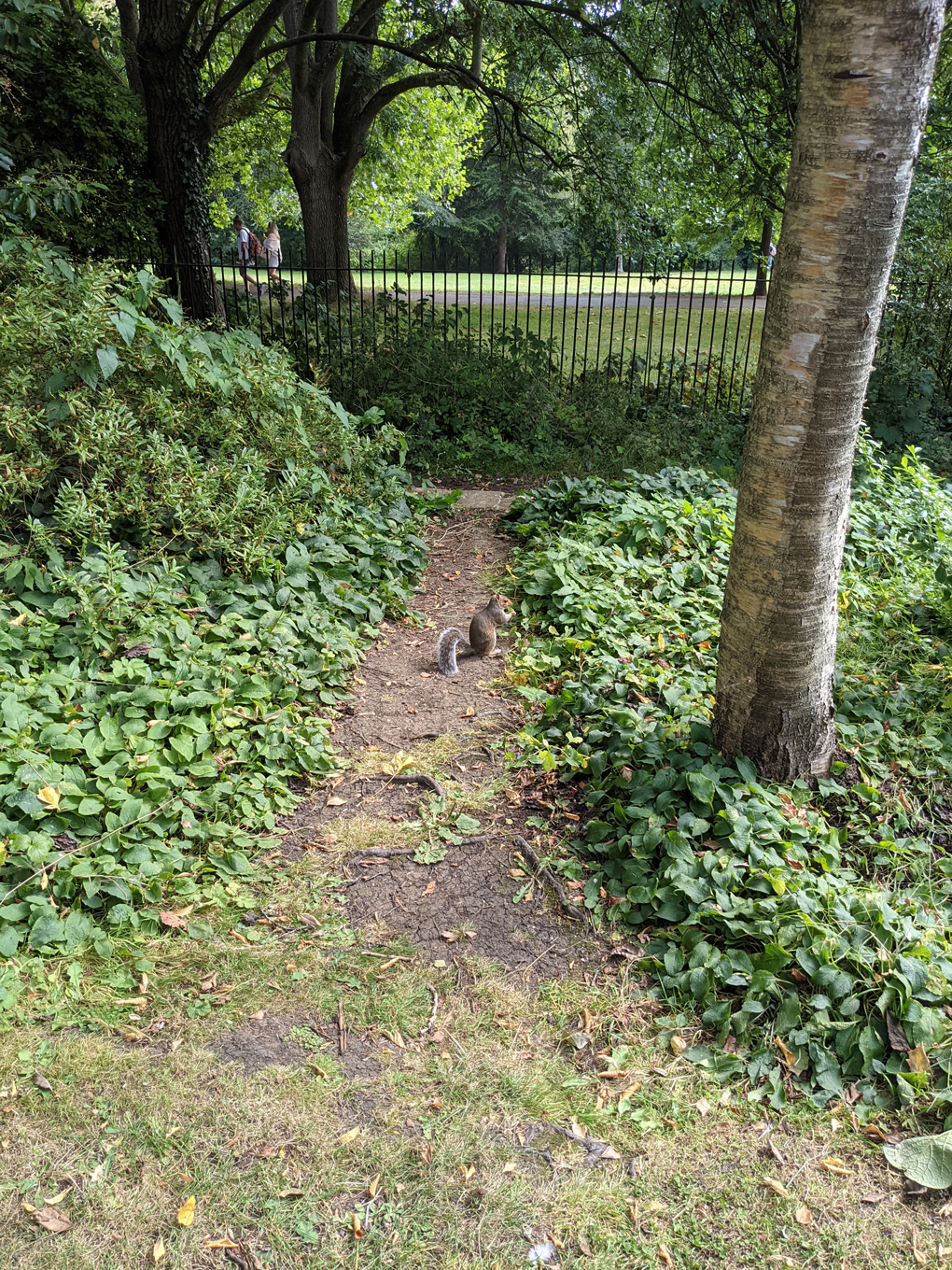 A squirrel surrounded by green plants