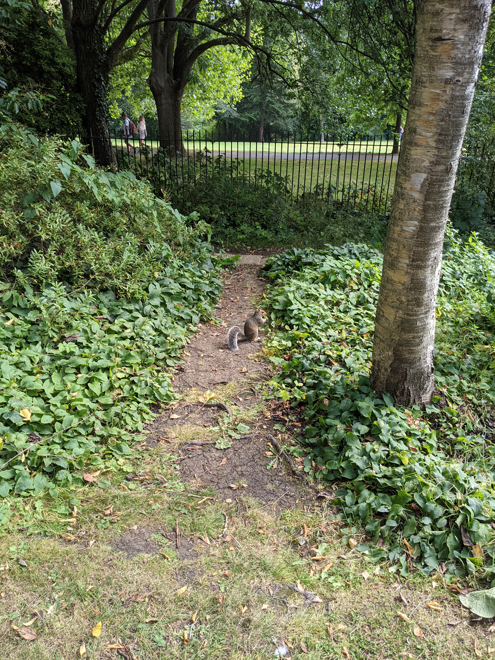 A squirrel surrounded by green plants