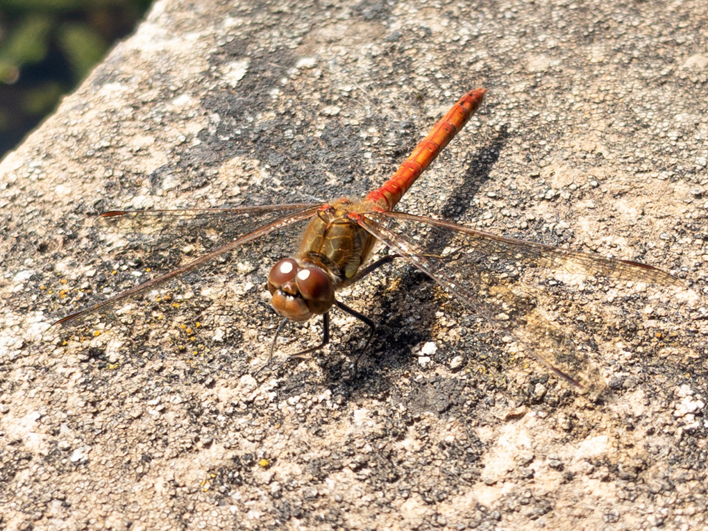 A large dragonfly with a bright orange body and dark brown eyes, resting on a grey, rough stone wall next to a dark pond