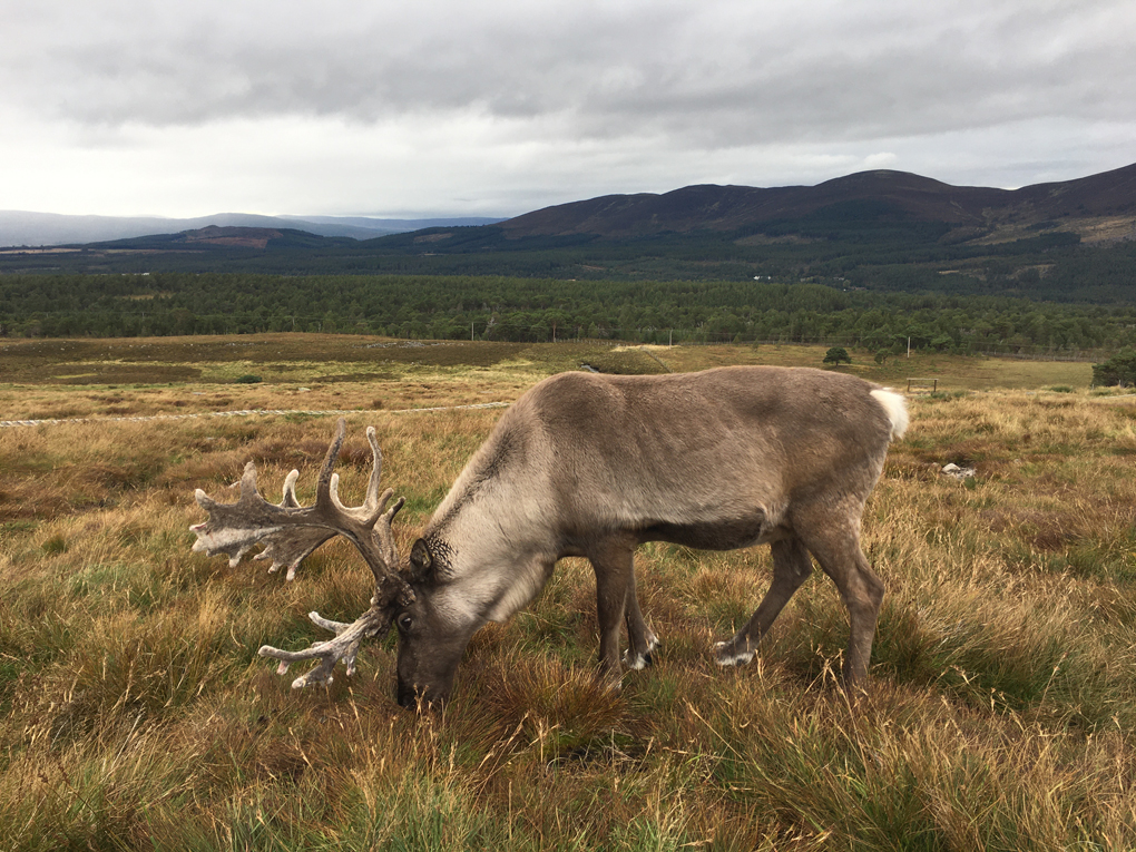 A wild reindeer, grazing in the Cairngorms