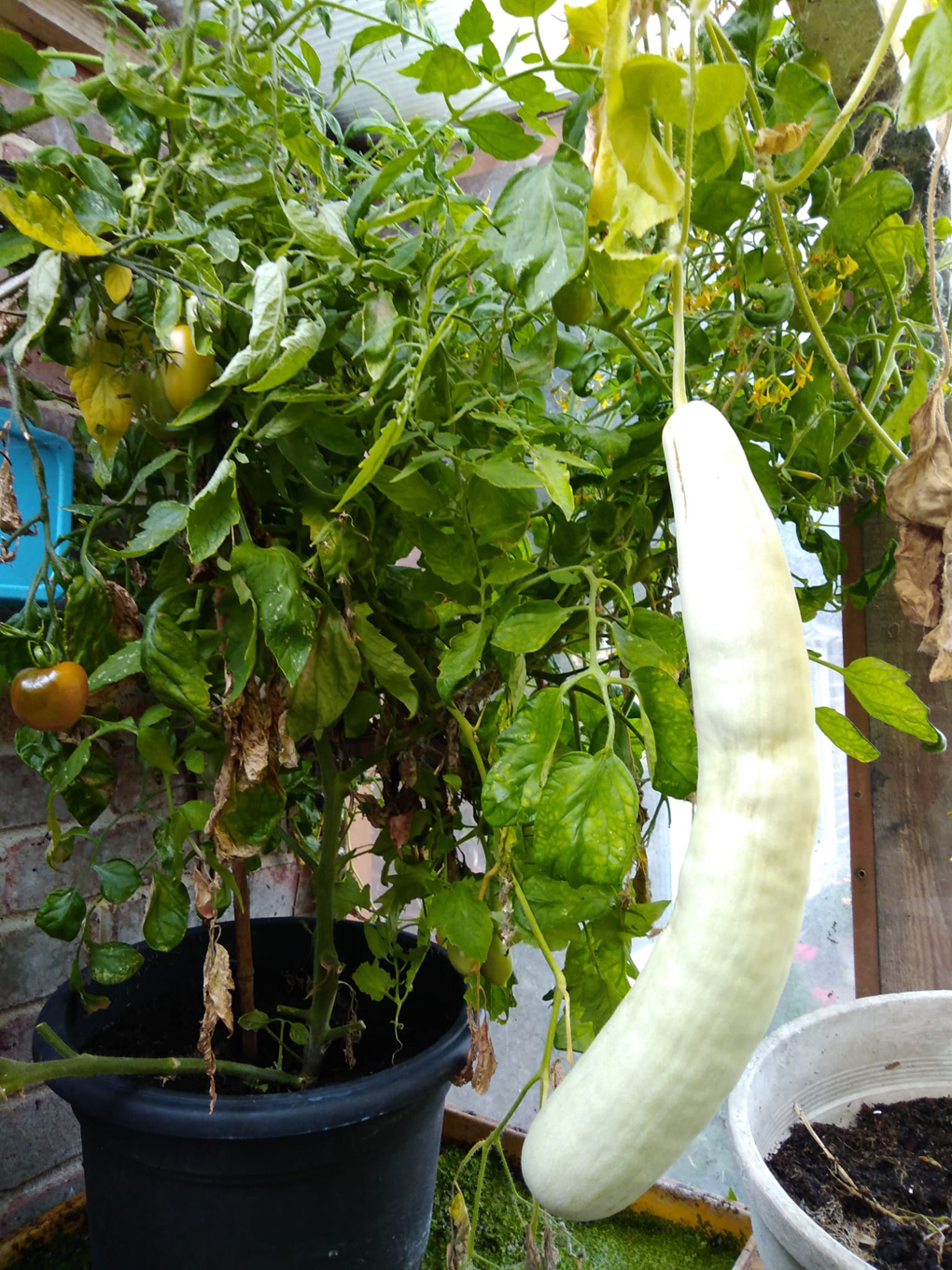 This picture is of a long thin pale green fruit hanging off the plant