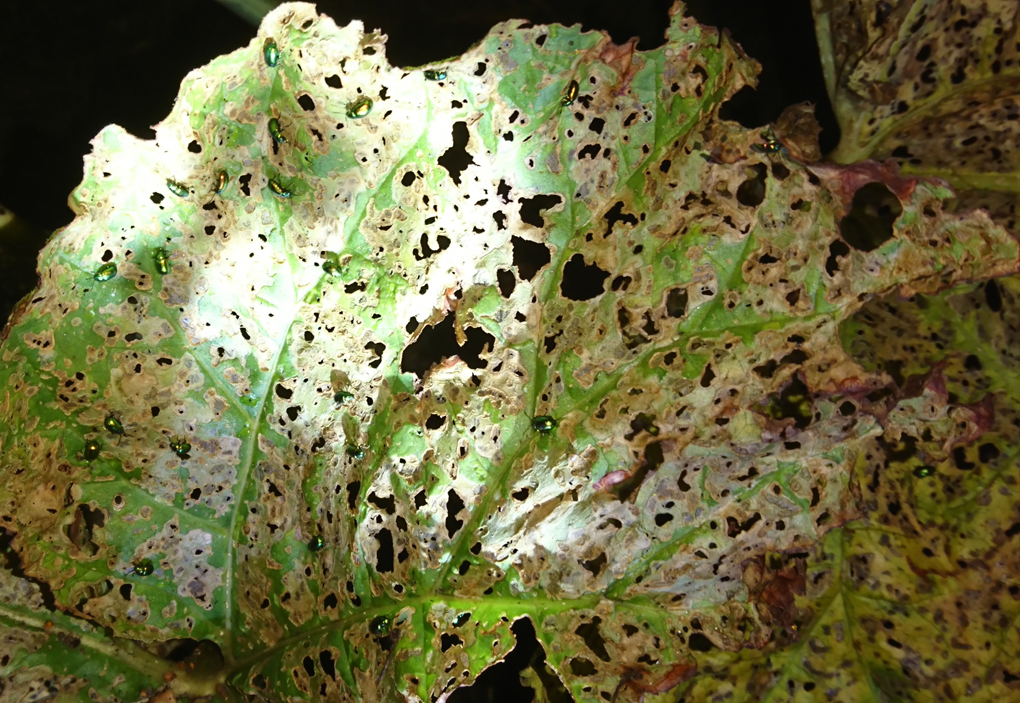 Captured by torchlight, beauty in the dark - minute shiny emerald green beetles were the creators of the lacey doilies which were once rhubarb leaves! A truly remarkable find!