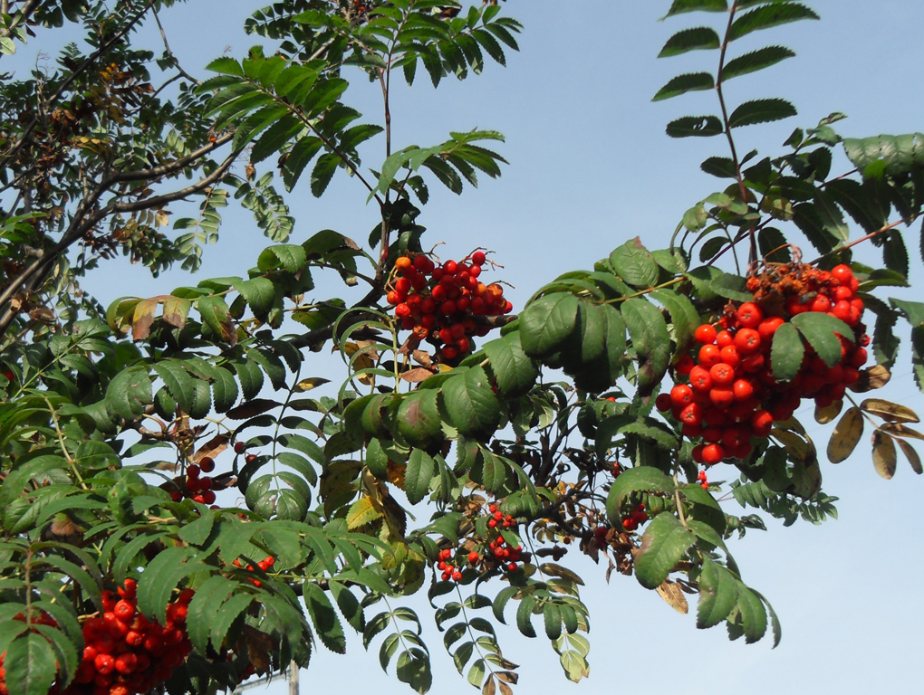 Ripe red rowan berries on branches