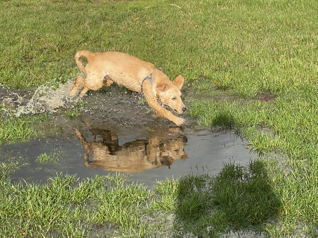 A golden retriever puppy jumping across a puddle, with his reflection in the water