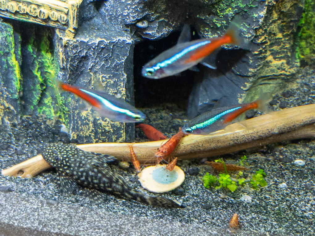 Close-up of colourful fish in a tropical aquarium, including blue neon tetras, red Korean cherry shrimp, and a dark grey bristle-nosed catfish