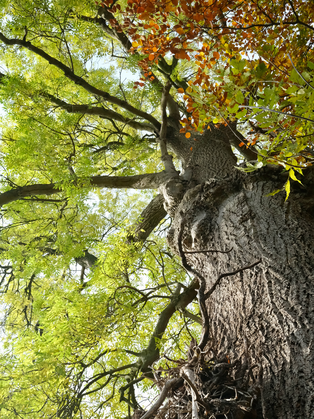 A gnarly old narrow-leaved ash looking grand in the early autumn light