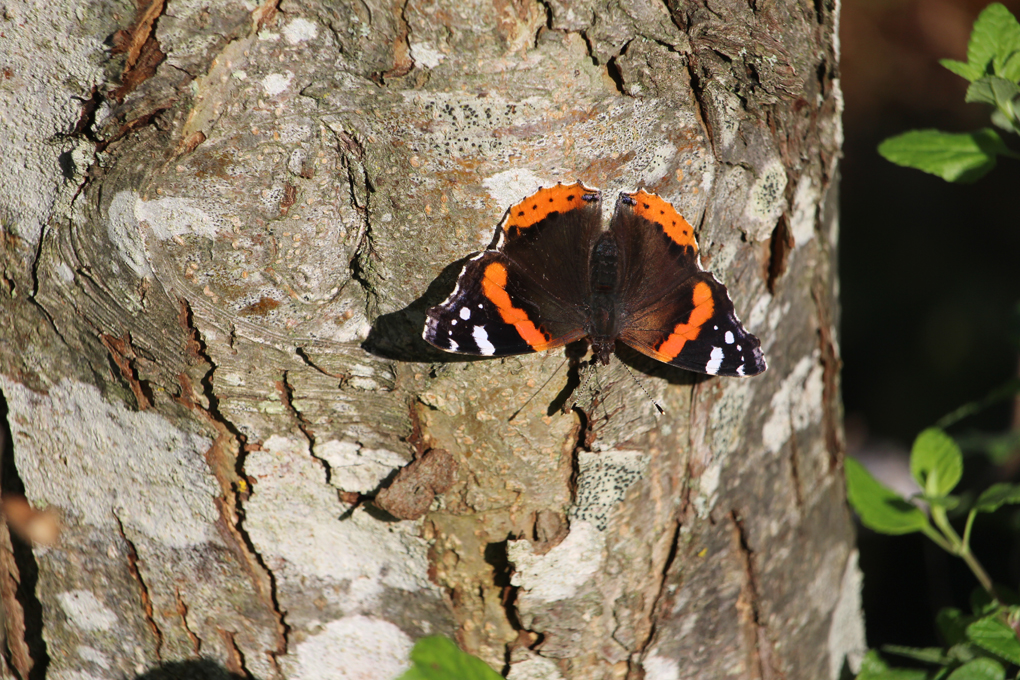 A red admiral butterfly spreads its wings and soaks up the autumn sunshine, while resting on a crab apple tree.