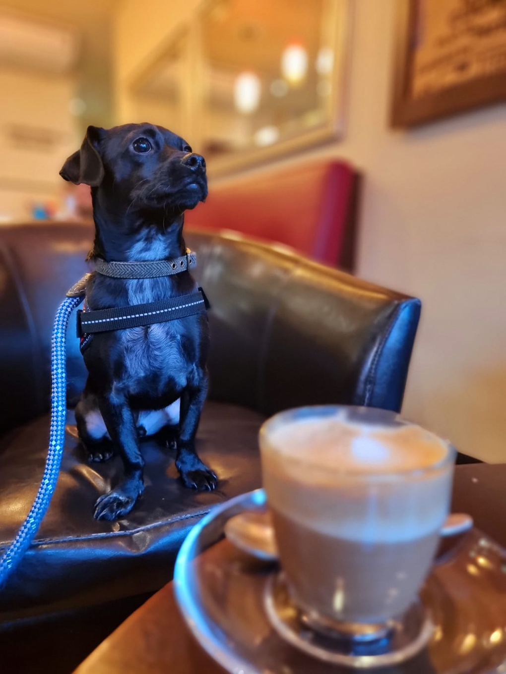 black puppy sitting on a sofa with a coffee on a table