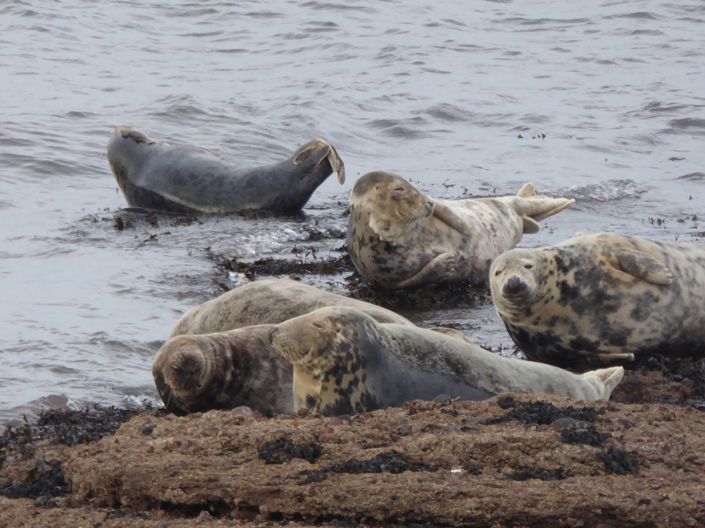 Group of grey seals resting on the Moray Firth coastline.